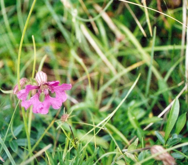 Silene elisabethae / Silene di Elisabetta